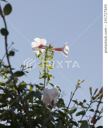Pandorea jasminoides flowers Pandorea jasminoides flowers 141727845