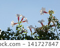 Bower vine flowers 141727847