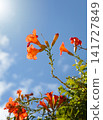 Bignonia capreolata flowers 141727849
