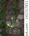 green ivy on stone wall 141727851