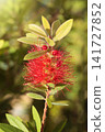 Crimson bottlebrush flower 141727852