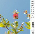 Red bottlebrush blooming tree 141727853