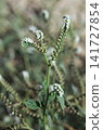 Blooming European heliotrope 141727854