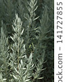 Lavandula twig (common name lavender) 141727855