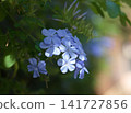 Sun light on blue flowers 141727856