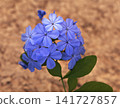 Plumbago blue flowers inflorescence 141727857
