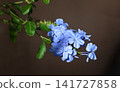 Morning sun beams on Cape plumbago flowers 141727858