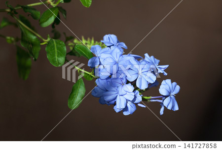 Morning sun beams on Cape plumbago flowers Morning sun beams on Cape plumbago flowers 141727858