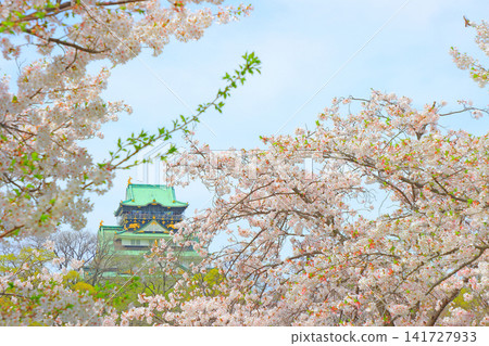 Osaka City, Osaka Prefecture: A view of cherry blossoms and Osaka Castle. Osaka City, Osaka Prefecture: A view of cherry blossoms and Osaka Castle. 141727933