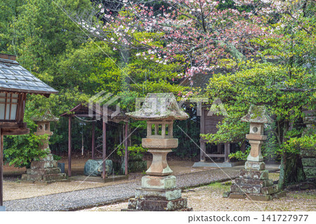 島根縣長濱神社的春天景色 島根縣長濱神社的春天景色 141727977