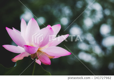 Light filtering through the trees and a large lotus flower captured from a low angle. Light filtering through the trees and a large lotus flower captured from a low angle. 141727982