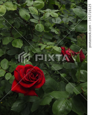 Deep red roses and buds bloom elegantly against a backdrop of lush green foliage. Deep red roses and buds bloom elegantly against a backdrop of lush green foliage. 141728125