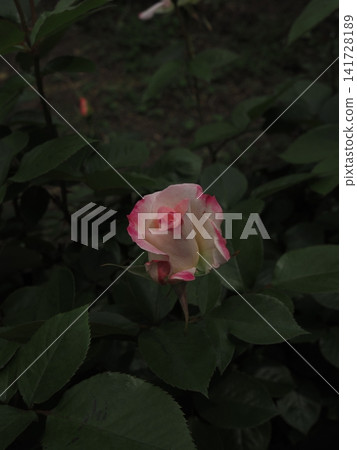 White and pink gradient roses blooming against a dark background White and pink gradient roses blooming against a dark background 141728189