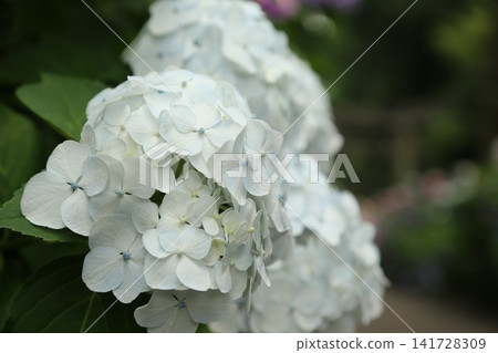 Hydrangeas at Isoyama Shrine (Kanuma City, Tochigi Prefecture) Hydrangeas at Isoyama Shrine (Kanuma City, Tochigi Prefecture) 141728309