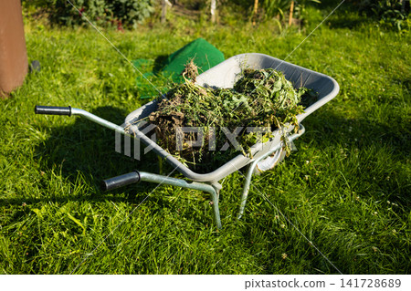 Garden wheelbarrow full of green weeds and mown grass on lawn Garden wheelbarrow full of green weeds and mown grass on lawn 141728689