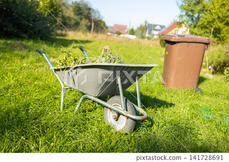 Garden wheelbarrow full of green weeds and mown grass on lawn Garden wheelbarrow full of green weeds and mown grass on lawn 141728691
