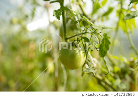 Unripe green tomatoes growing on branch in garden Unripe green tomatoes growing on branch in garden 141728696