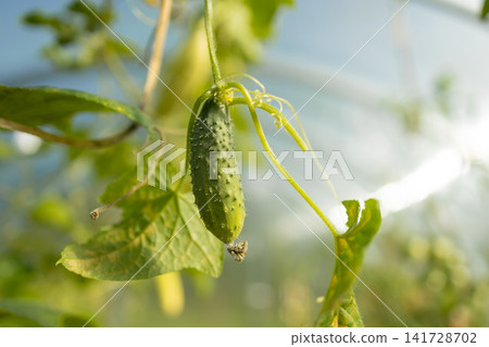Fresh green cucumbers growing on vine in greenhouse Fresh green cucumbers growing on vine in greenhouse 141728702