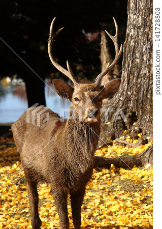Scenes with deer 24: Nara Park in autumn foliage Scenes with deer 24: Nara Park in autumn foliage 141728808