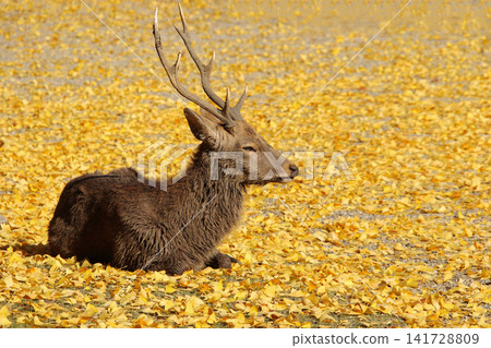 Scenes with deer 25: Nara Park in autumn foliage Scenes with deer 25: Nara Park in autumn foliage 141728809