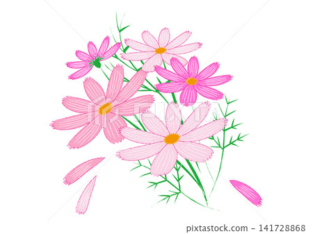 粉紅色波斯菊插圖 141728868