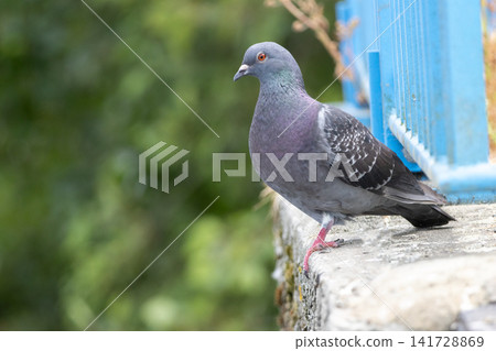 City pigeon perched on the ground outdoors on a sunny day City pigeon perched on the ground outdoors on a sunny day 141728869