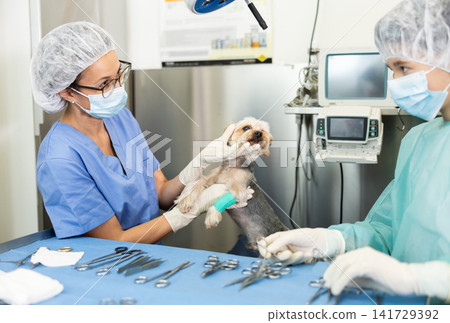 Woman veterinarian conducting examination of Yorkshire Terrier at veterinary clinic Woman veterinarian conducting examination of Yorkshire Terrier at veterinary clinic 141729392