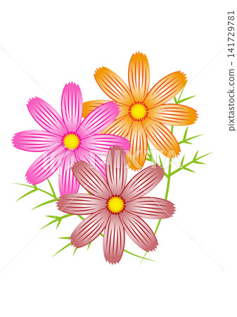 一幅描繪秋季色彩的波斯菊插圖。 141729781