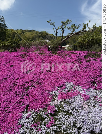 在藍天閃耀的芝櫻 141730050