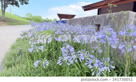 藍色的花 藍色的花 141730051