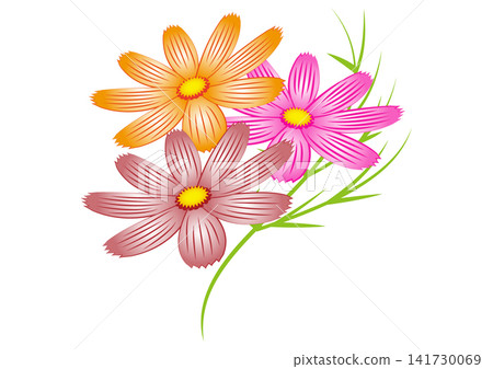 一幅描繪秋季色彩的波斯菊插圖。 141730069