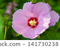 Pink hibiscus flower close-up with visible pollen and detailed petals in a green garden 141730238