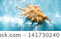 Sunlit conch shell on turquoise water surface casting shimmering summer reflections 141730240