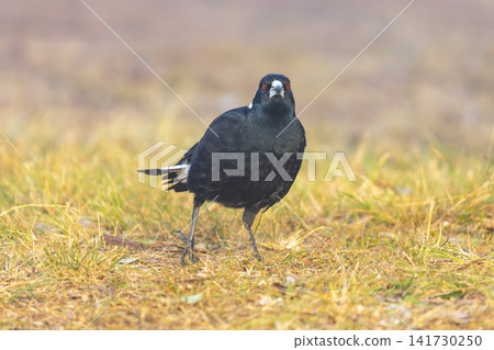 An Australian Magpie foraging for food in a grassy field An Australian Magpie foraging for food in a grassy field 141730250