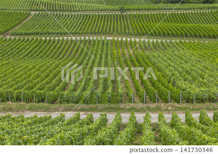 Vineyards growing on terraced hillsides in Champagne, France Vineyards growing on terraced hillsides in Champagne, France 141730346