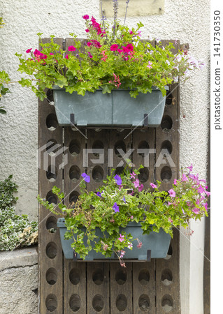 Flower boxes hanging on repurposed wooden champagne rack Flower boxes hanging on repurposed wooden champagne rack 141730350