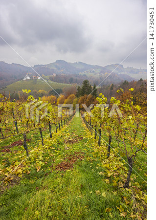 Vineyard rows curving through Styrian hills in autumn Vineyard rows curving through Styrian hills in autumn 141730451