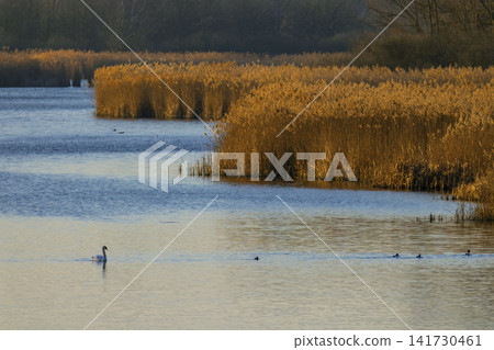 Swan swimming on pond next to golden reeds in Razice 141730461