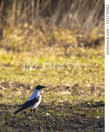 Hooded crow standing on ground in Razice, Czechia Hooded crow standing on ground in Razice, Czechia 141730462