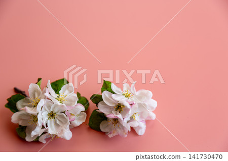 spring blooming apple flowers with green leaves on pastel pink background spring blooming apple flowers with green leaves on pastel pink background 141730470