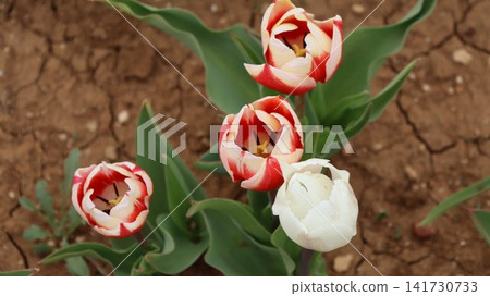Colorful tulip field. Vibrant pink flowers.tulip blooming. High quality photo Colorful tulip field. Vibrant pink flowers.tulip blooming. High quality photo 141730733