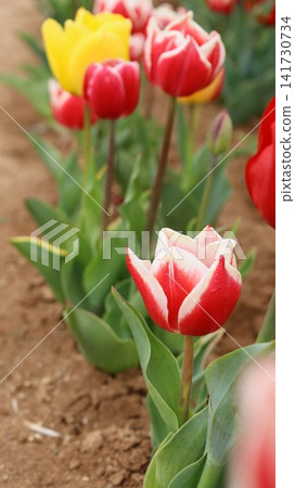Colorful tulip field. Vibrant pink flowers.tulip blooming. High quality photo Colorful tulip field. Vibrant pink flowers.tulip blooming. High quality photo 141730734