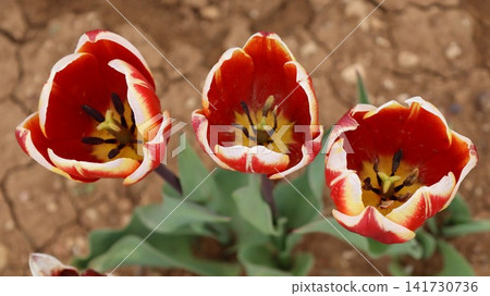 Red tulips garden. Red white tulips, tulip blooming. tulip from the ground. High quality photo Red tulips garden. Red white tulips, tulip blooming. tulip from the ground. High quality photo 141730736