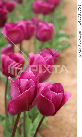 Colorful tulip field. Vibrant violet flowers.tulip blooming. High quality photo Colorful tulip field. Vibrant violet flowers.tulip blooming. High quality photo 141730751