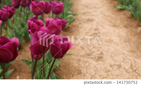 Colorful tulip field. Vibrant violet flowers.tulip blooming. High quality photo Colorful tulip field. Vibrant violet flowers.tulip blooming. High quality photo 141730752