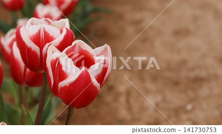 Red tulips garden. tulip blooming. tulip from the ground. High quality photo Red tulips garden. tulip blooming. tulip from the ground. High quality photo 141730753