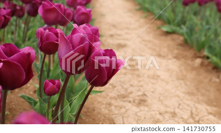Colorful tulip field. Vibrant violet flowers.tulip blooming. High quality photo Colorful tulip field. Vibrant violet flowers.tulip blooming. High quality photo 141730755