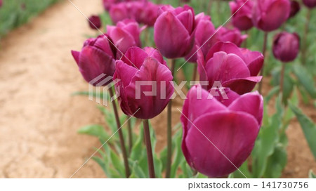 Colorful tulip field. Vibrant violet flowers.tulip blooming. High quality photo Colorful tulip field. Vibrant violet flowers.tulip blooming. High quality photo 141730756