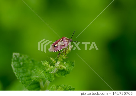 Bee whale bug Bee whale bug 141730765