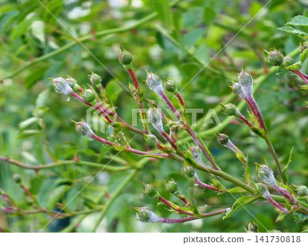 Severe Powdery Mildew on Clustered Rose Buds Severe Powdery Mildew on Clustered Rose Buds 141730818